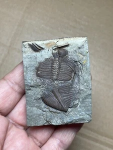 110g natural Silurian period Coronocephalus Trilobite specimen stone - Picture 1 of 14