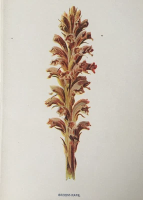 Antiker Druck um 1900 • Besen Raps Wildblume • F. Edward Hulme Edwardian Botany - Bild 1 von 4