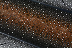 Great Argus Pheasant tail feather sections - Picture 1 of 3