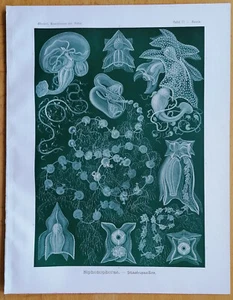 Haeckel Originaldruck Kunstformen Qualle Siphonophorae (77) - 1900# - Picture 1 of 1