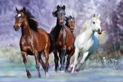 Horses Running Large Poster by Bob Langrish 24"x36" Animal Wall Art Print, New - Image 1 of 2