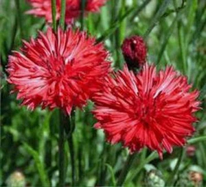 Bachelor Button, Tall Red Seeds,  50 seeds, Beautiful Bright Blooms, - Picture 1 of 1