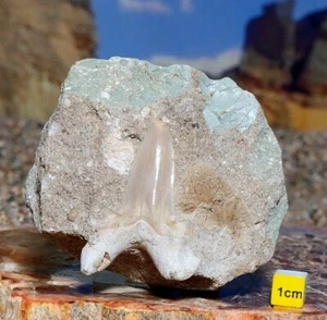 Fossil Shark Tooth / Megalodon Otodus Tooth on Matrix - FREE STAND 310g - Picture 1 of 5