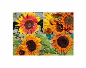 2 g Saatgut Sonnenblumen Kleinblumige Mischung Garten Pflanzen - Samen F-S509 - Picture 1 of 5