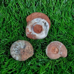 Prezzo speciale! Confezione Pacchetto 72G Beautifull Permiano Intero Permiano Ammonite Fossile - Foto 1 di 7