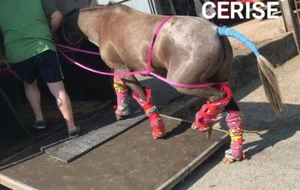 QUICK LOADER for HORSES, PONIES, DONKEYS in TRAILER or LORRY STALL 1in - Picture 1 of 47