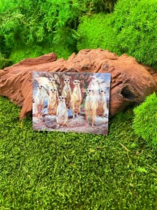 Erdmännchen Huftier Scharrtier 9x7cm 3D Kühlschrankmagnet Magnet Karte Bild - Picture 1 of 2