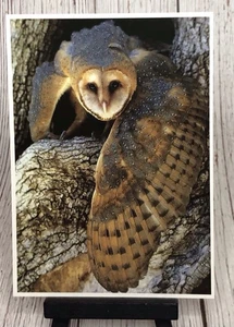 Postal de aves rapaces de Barn Owl Tyto Alba - Imagen 1 de 4