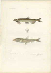 Antique Fish Print of the Capelin 'or Caplin' and the 'European' Smelt - Picture 1 of 1