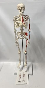 3B Scientific Anatomical Model A18/5 Mini Skeleton w/ Painted Muscles, 1/2 size - Picture 1 of 9