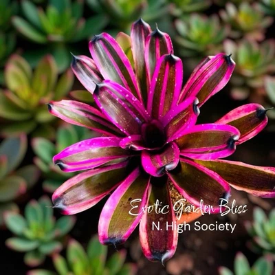 ¡¡GRANDE!! Neoregelia 'High Society' - 🌺 Grande - Planta Bromelia Desplazada Inicial Foto 1 de 4