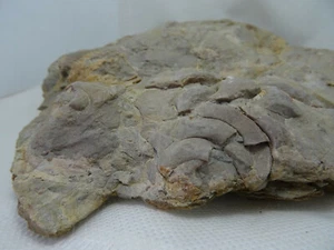 Placa fragmentos Ammonite carbonifero Leon España fosil Goniatites GAS - Imagen 1 de 4