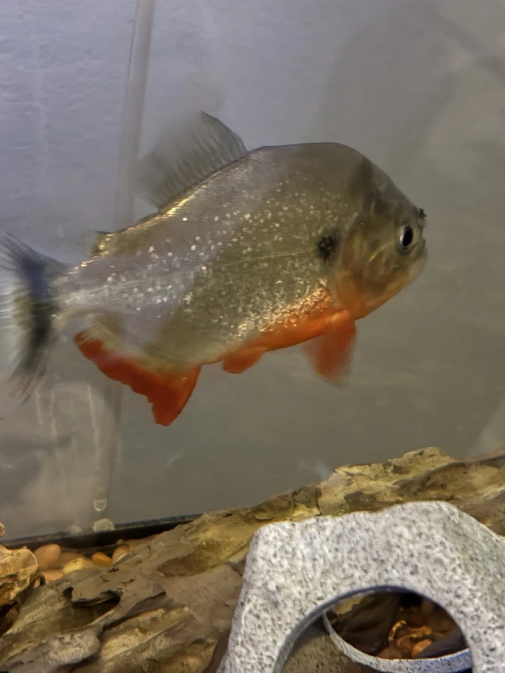 LIVE RED BELLY CARIBE PIRANHA 4-5 inches - Image 1 of 4