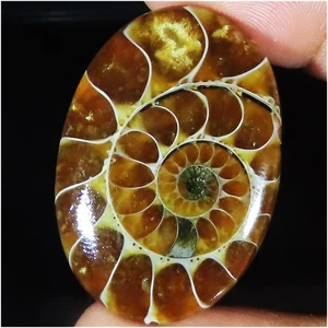 63.30 Cts Natural Ammonite Cabochon Oval Shape Smooth Gemstone 25x37x8 mm LK218 - Picture 1 of 7