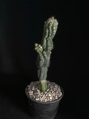 Stenocereus griseus CV Phil McCracken Cactus Foto 1 de 4