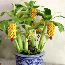 100pcs Dwarf Banana Tree Seeds Mini Bonsai Plant Exotic Rare Fruits Garden Decor