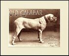 Mastiff Great Calibar Dog Food Advert Print Mounted Ready To Frame