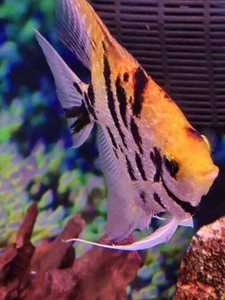 5 Pack  Panda Angel Live Fish 1-2in Aquarium Tropical Fast Shipping - Picture 1 of 4