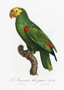 Plt No. 86 Yellow-Crowned Amazon History of Parrots by Francois Levaillant Repro - Picture 1 of 2
