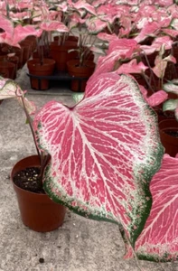 AUTHENTIC Caladium Blushing Bride 1 bulbs - Picture 1 of 5