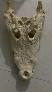 1 szt. Prawdziwa czaszka krokodyla Taksydermia Zwierzęca okaz czaszki 20-24 cali / 50-60 cm