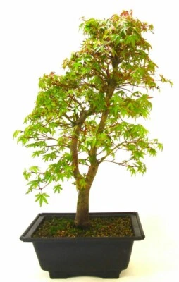 5   Seeds Japanese Green Maple Tree Bonsai Rare plant for home garden  - Image 1 of 3
