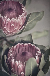 PROTEA FLOWERS WALL ART * LARGE A3 SIZE QUALITY CANVAS PRINT - Picture 1 of 1