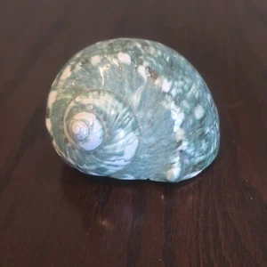 Jade Polished Turbo Turban Marbled Genuine Natural Seashell - Picture 1 of 7
