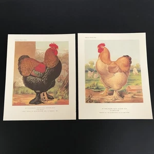 Impresiones artísticas de aves de corral Cassell's x 2 gallos pollos cochines decoración del hogar de campo - Imagen 1 de 10