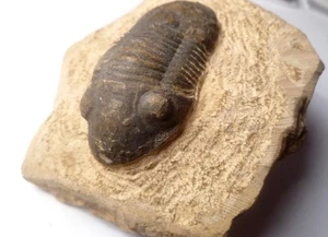 Fósil de trilobite Reedops de calidad 63 mm del Devónico de Marruecos - Imagen 1 de 4