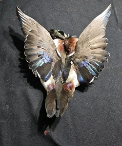 Drake Wood Duck Full Skin 2-Wings Fly Tying/Fishing Flank Feathers Clean 14" - Picture 1 of 5