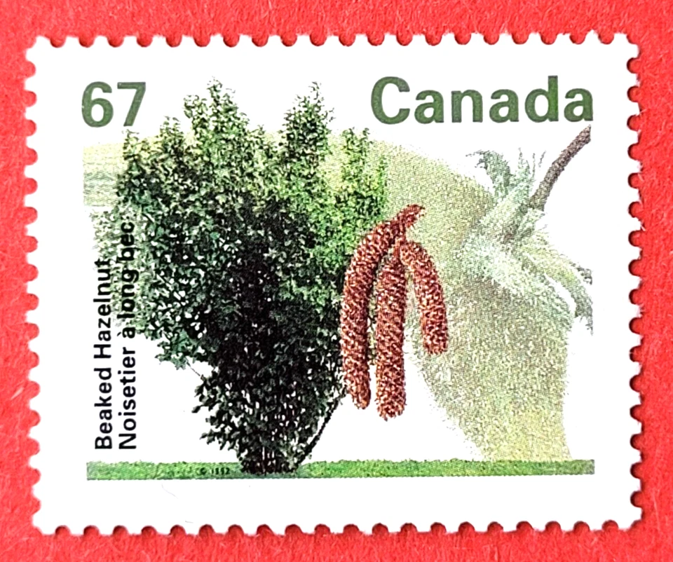 Canada Stamp #1368 "Fruit Tree Definitive - Beaked Hazelnut" MNH 1992 - Image 1 of 1