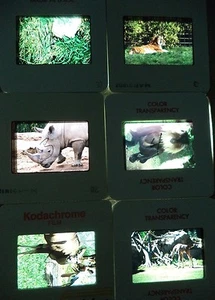 Lot of 6 Original Vintage 35mm Kodak Photo Color Slides Animals Kodachrome - Bild 1 von 10