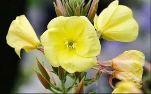 COMMON YELLOW EVENING PRIMROSE BRITISH WILD FLOWER SEEDS SLYNE GARDEN - Picture 1 of 2
