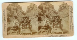 Old Strohmeyer & Wyman 1898 Williams Canyon, CO stereoview burro & bambini - Foto 1 di 1
