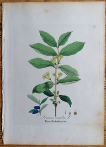David Dietrich Forstflora Originaldruck Botanik Blaue Heckenkirsche - 1839 - Bild 1 von 1