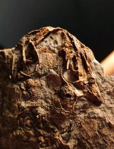 Discosauriscus, permian salamander pre dinosaur, 298 mil, letoverpeton, fossil - Picture 1 of 7