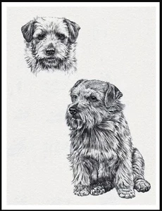 NORFOLK TERRIER VINTAGE STYLE DOG ART SKETCH PRINT POSTER - Picture 1 of 1