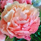 1 Double Peony "Pink Hawaiian Coral" 2-3 Eye(Pack of 1 Lg Root)PerennialZone:3-9