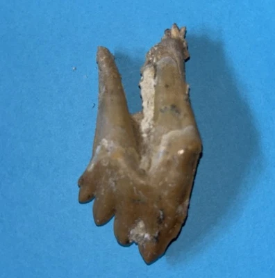 Basilosauruszahn 5,8 cm Fossilien Dinosaurier - Bild 1 von 4