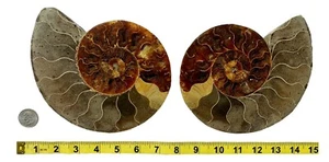 Genuine Ammonite Fossil Pair Split and Polished Display Specimen from Madagascar - Picture 1 of 5