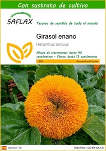 SAFLAX - Girasol enano - 40 semillas - Con sustrato - Helianthus - Imagen 1 de 3