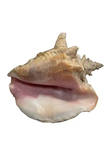 Vintage Pink Queen Conch Sea Shell Natural Ocean Display Decor Beach House - Picture 1 of 4