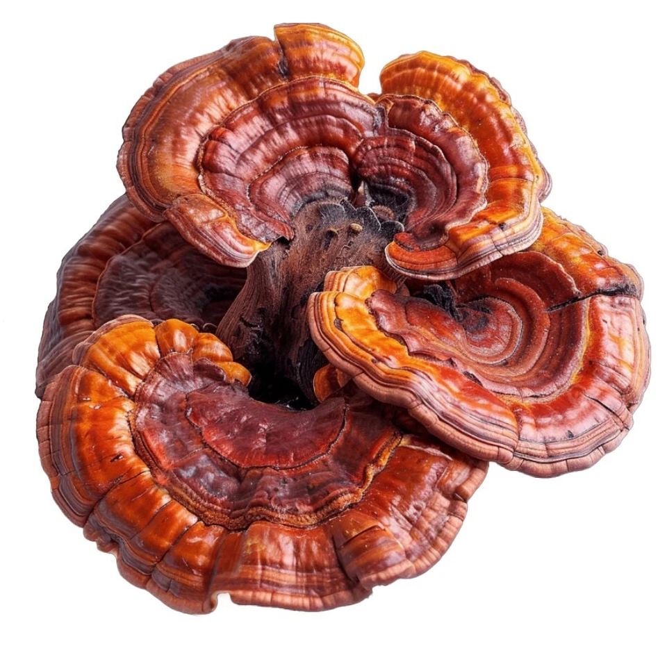 Reishi Kapseln ( ganoderma lucidum) - 100 % ganz ohne Füllstoffe - Bild 1 von 1