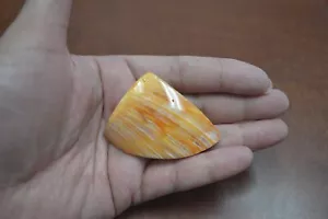 ORANGE SPINY SPONDYLUS OYSTER SEA SHELL PIECE CRAFT 2 1/2" #T-2090G - Picture 1 of 4