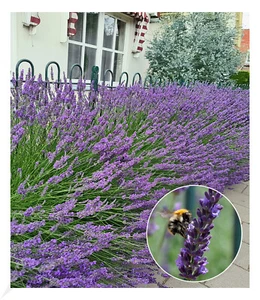 Lavendel 'Phenomenal®', 3 Pflanzen Lavandula - Bild 1 von 8