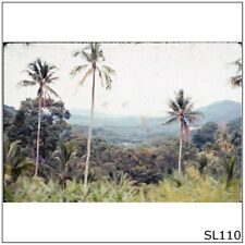 Southeast Asia #31 Jungle Panoramic Photographic 35mm 1970'S Film Slide (SL110)