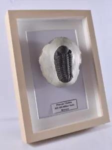 TRILOBIT fossil gerahmter Phacops devonisches Marokko erstaunliche Augendetails UK-Verkäufer - Bild 1 von 3