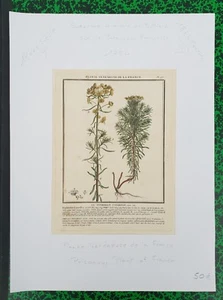 XVIII ème - LA TITHIMALE CYPARISSE Belle Gravure N° 97 par Bulliard de 1784 - Picture 1 of 1