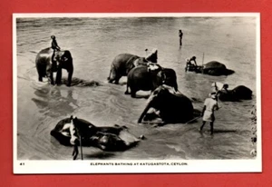 1940s ELEPHANTS bathing at KATUGASTOTA Ceylon postcard REAL PHOTO working animal - Imagen 1 de 2